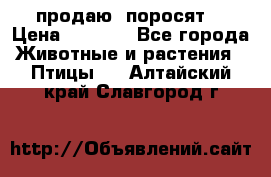 продаю  поросят  › Цена ­ 1 000 - Все города Животные и растения » Птицы   . Алтайский край,Славгород г.